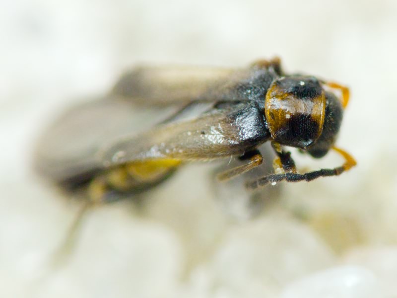 Malthodes Kiesenwetter, 1852